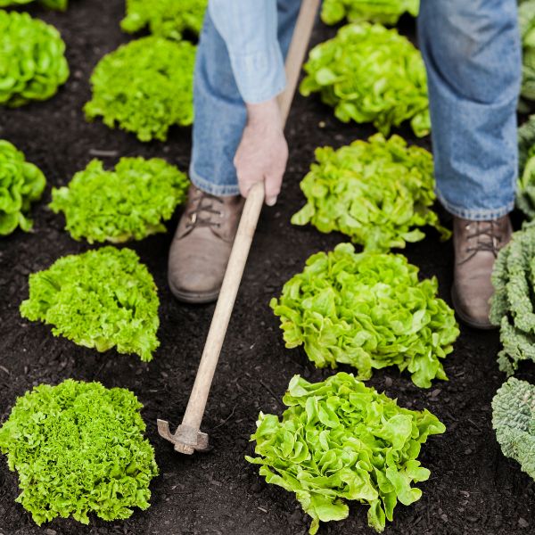 Krisodling Krisodling